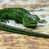 Building Stronger Human Teams by Managing the Inner Lizards